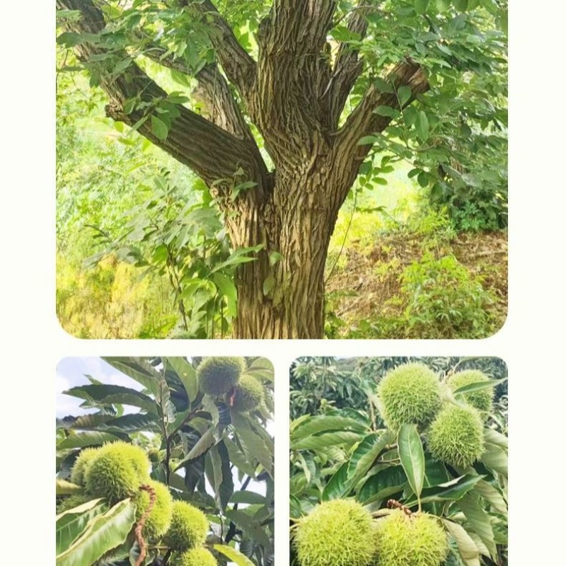 刺球板栗基地对接电商代发，量大优惠一手货源可考察欢迎私聊