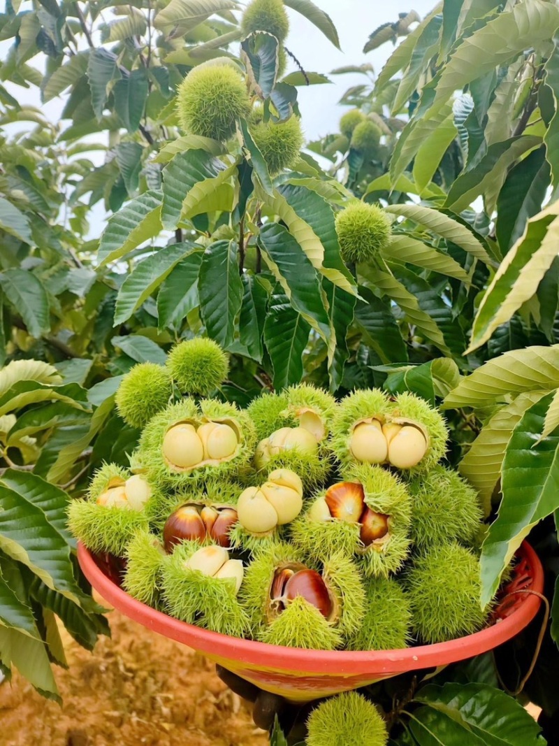 刺球板栗基地对接电商代发，量大优惠一手货源可考察欢迎私聊