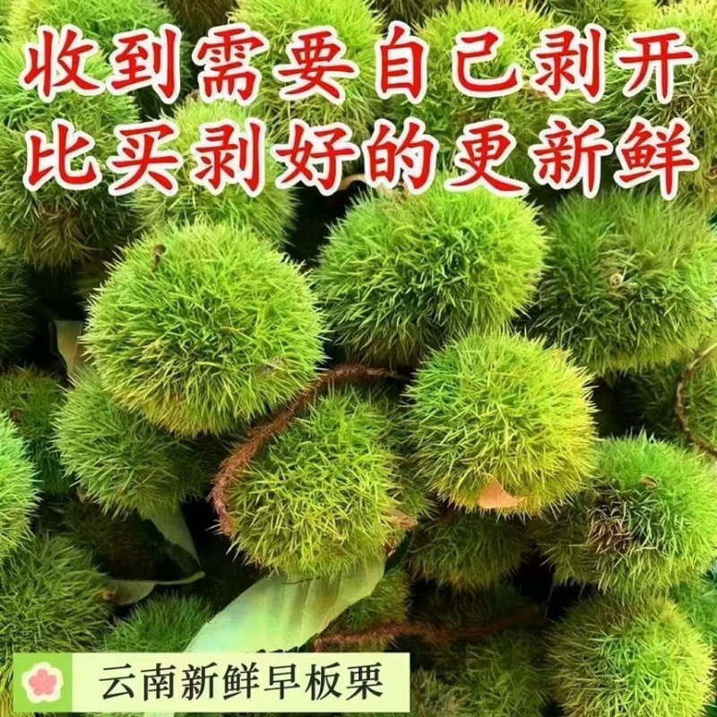 刺球板栗基地对接电商代发，量大优惠一手货源可考察欢迎私聊