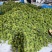 刺球板栗基地对接电商代发，量大优惠一手货源可考察欢迎私聊