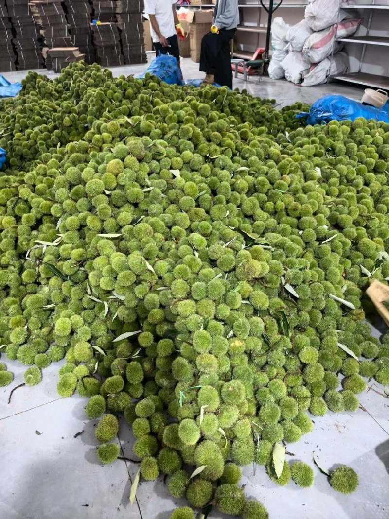 刺球板栗基地对接电商代发，量大优惠一手货源可考察欢迎私聊