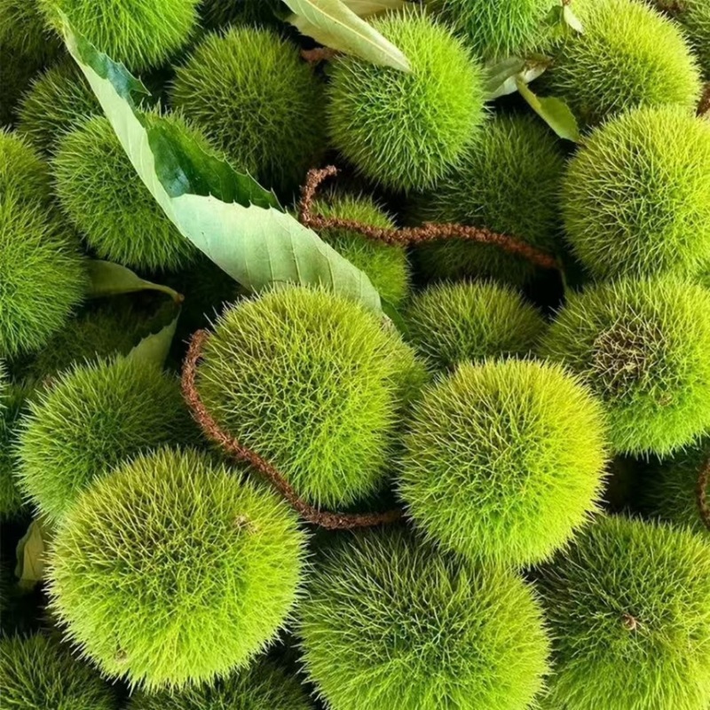 刺球板栗基地对接电商代发，量大优惠一手货源可考察欢迎私聊
