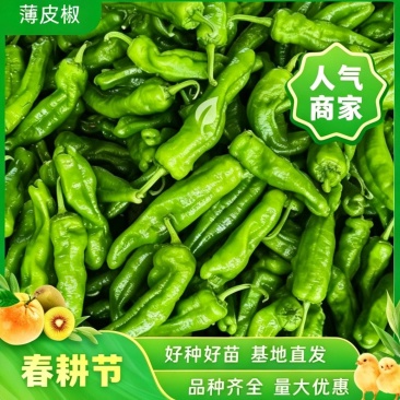 代收新鲜薄皮椒每天新鲜采摘
