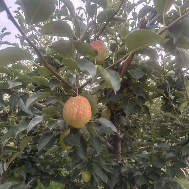 新零七号可以下树，有需要的老板可以联系我