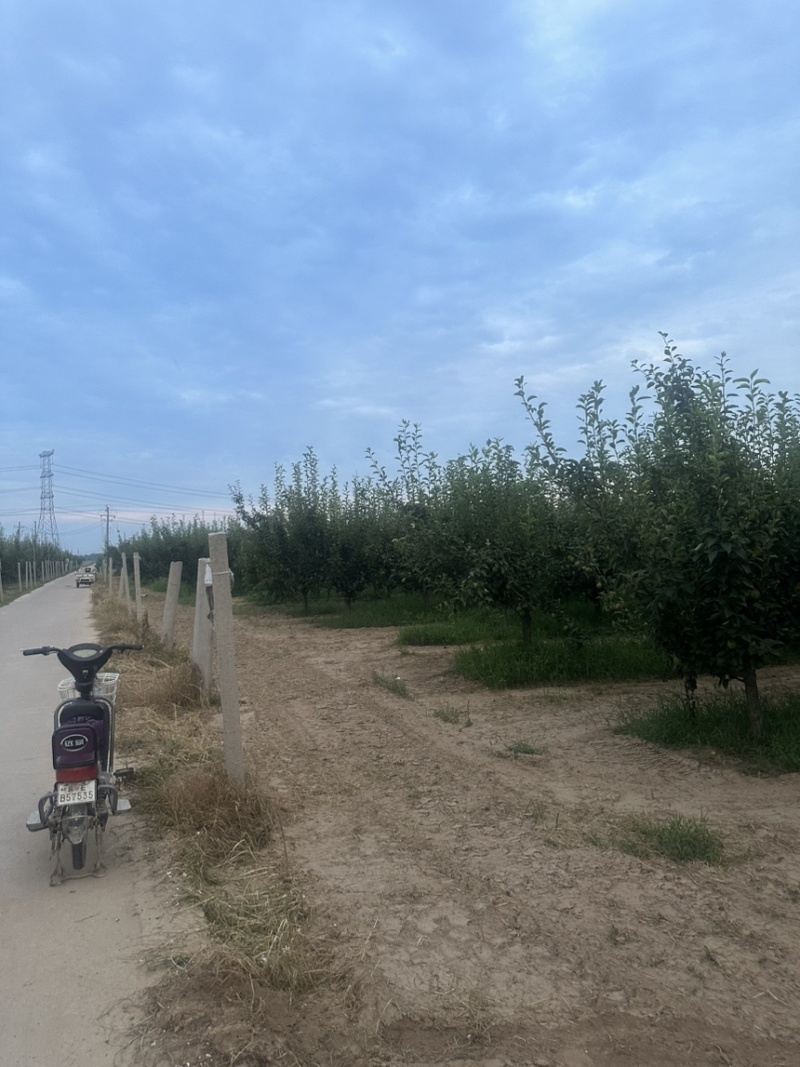 新零七号可以下树，有需要的老板可以联系我