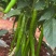 8号线椒