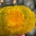 糖化好的白贵族一级货量大价格可谈