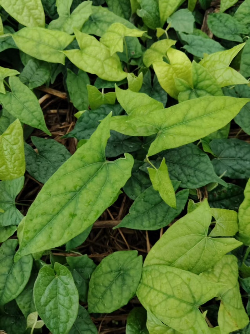 金果榄苗云南文山种植基地，一手货源成活率高，欢迎咨询