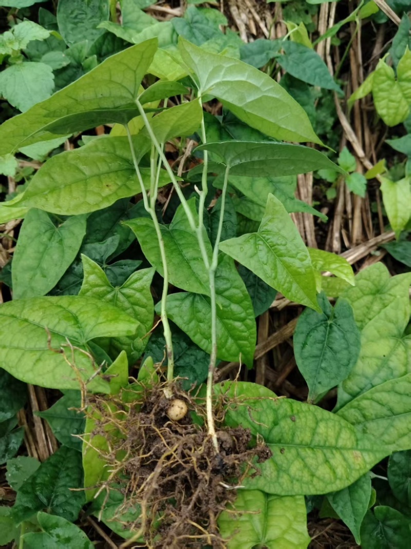 金果榄苗云南文山种植基地，一手货源成活率高，欢迎咨询