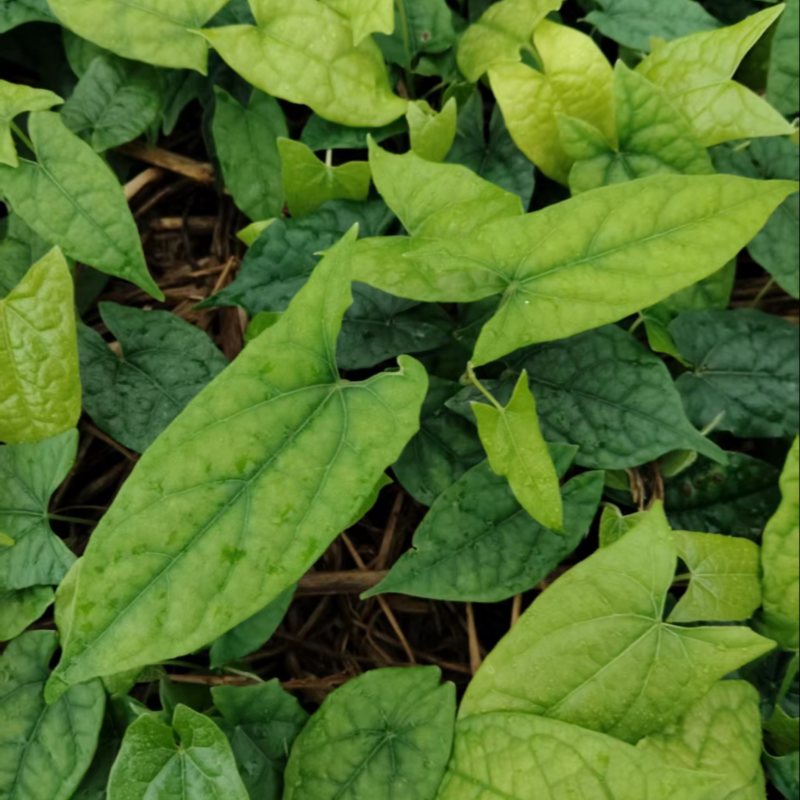 金果榄苗，云南种植基地规格齐全，量大从优现货直发