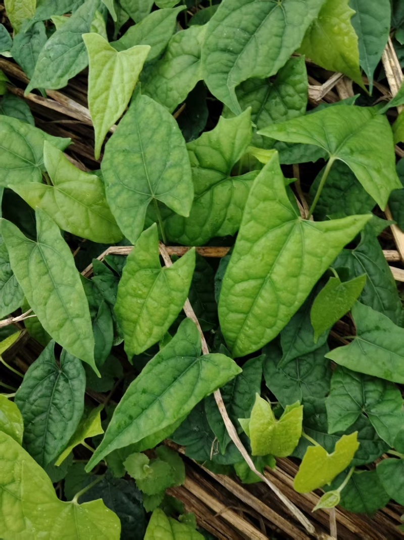 金果榄苗，云南种植基地规格齐全，量大从优现货直发