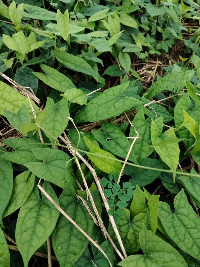金果榄苗，云南种植基地规格齐全，量大从优现货直发