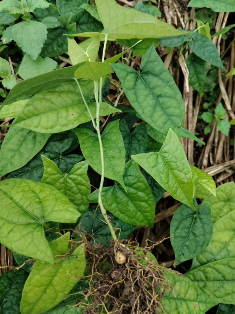 金果榄苗，云南种植基地规格齐全，量大从优现货直发
