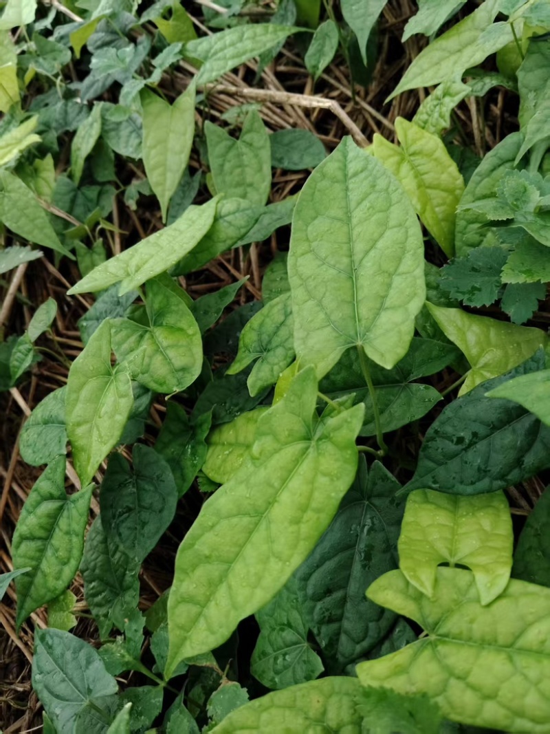 金果榄苗，云南种植基地规格齐全，量大从优现货直发