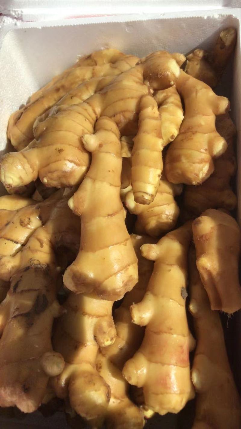 生姜，大黄姜，万亩种植基地，产地直发，一手货源，诚信经营