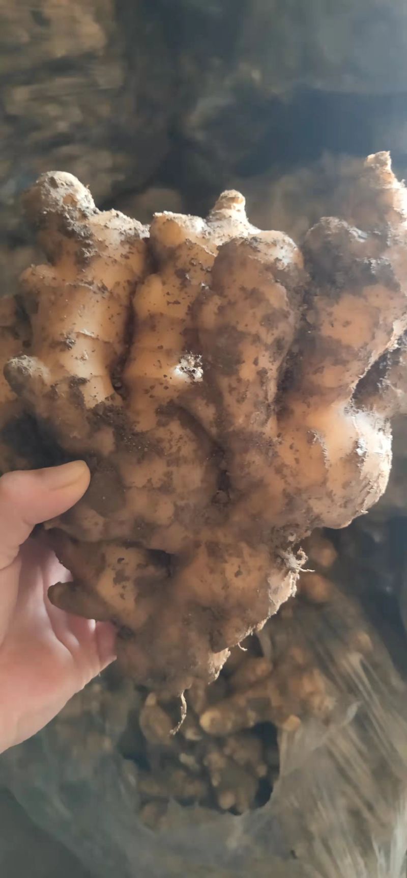 生姜，大黄姜，万亩种植基地，产地直发，一手货源，诚信经营