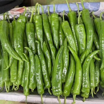 青椒
