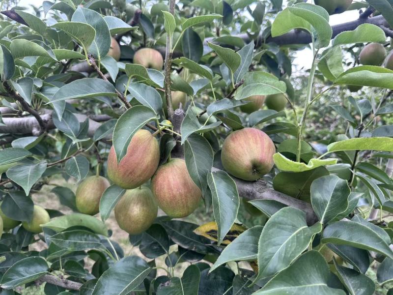 《推荐》陕西新梨七号基地直发保质保量现摘现发对接全国