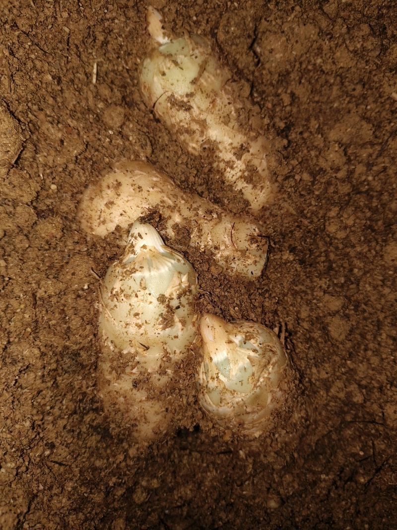 鲜天麻大量供应