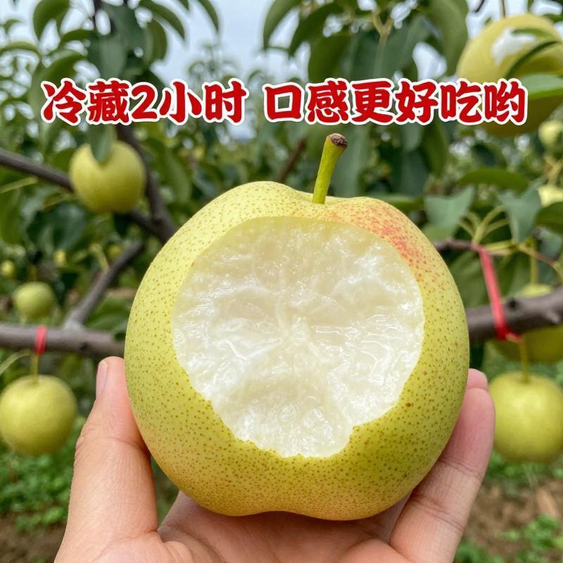 《实力》陕西新梨七号对接商超市场批发全国发货保质保量