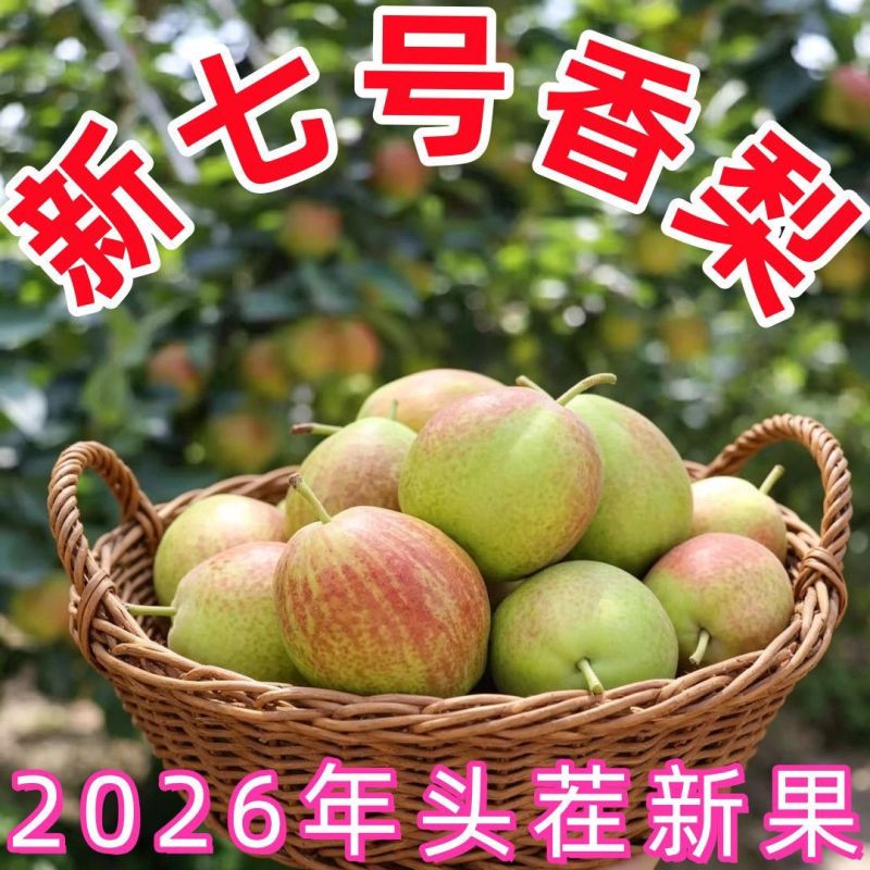 《实力》陕西新梨七号对接商超市场批发全国发货保质保量