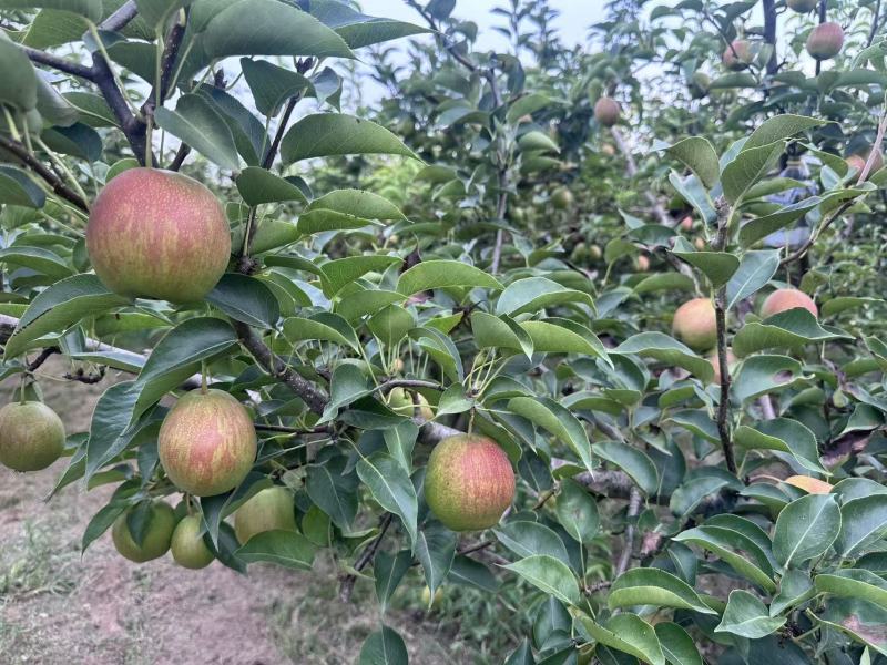 《实力》陕西新梨七号对接商超市场批发全国发货保质保量