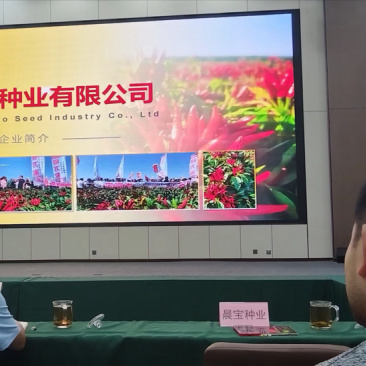 美宏211三系杂交椒万家免费技术指导提供销路