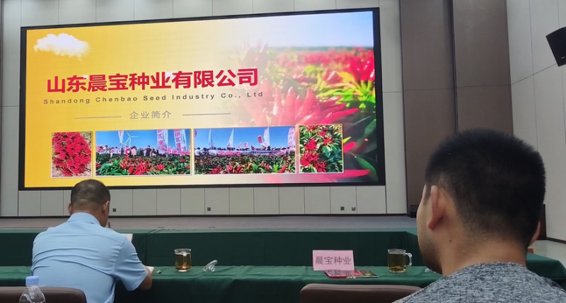 美宏211三系杂交椒万家免费技术指导提供销路