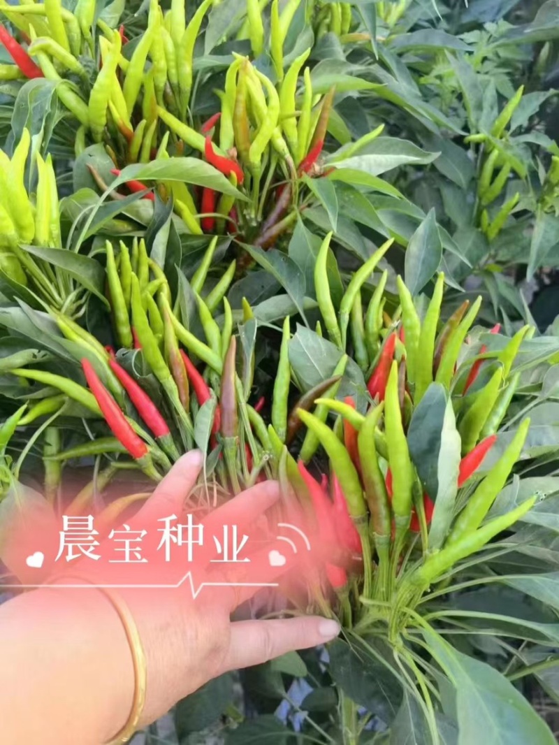美宏211三系杂交椒万家免费技术指导提供销路