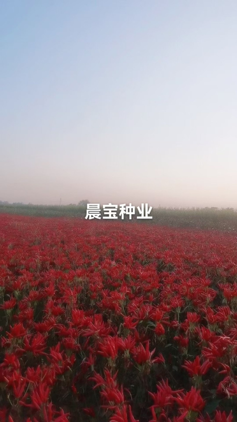 美宏211三系杂交椒万家免费技术指导提供销路