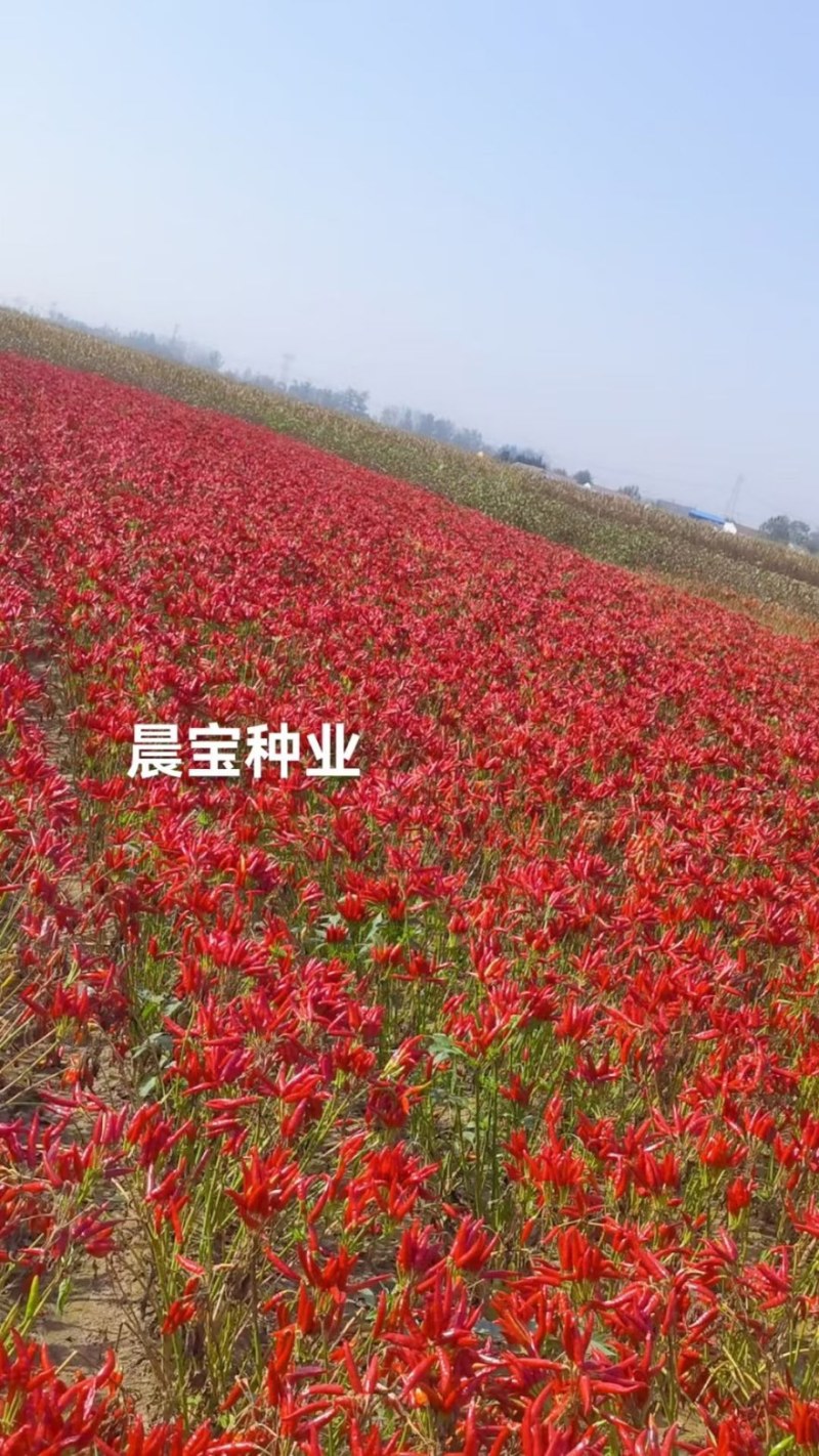 美宏211三系杂交椒万家免费技术指导提供销路