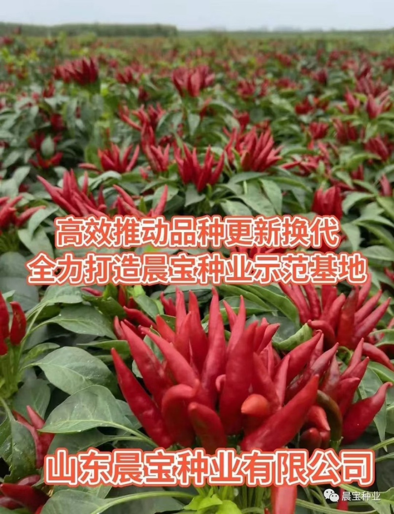 美宏211三系杂交椒万家免费技术指导提供销路