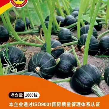贝贝南瓜产地一手货源对接电商平台超市档口国外出口长期合作