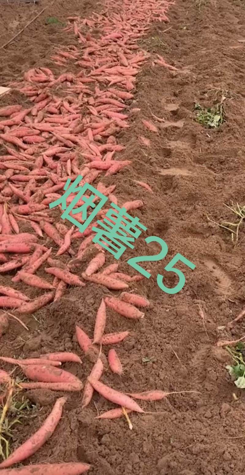 烟薯25