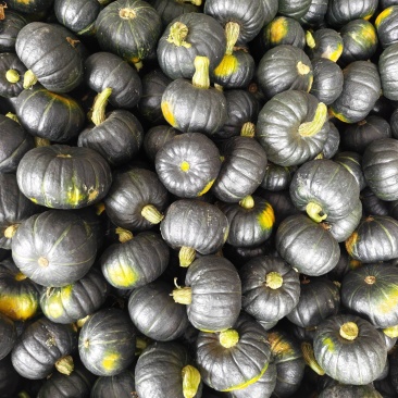 产地贝贝南瓜红金瓜太阳瓜，基地一手货源，长期供应合作