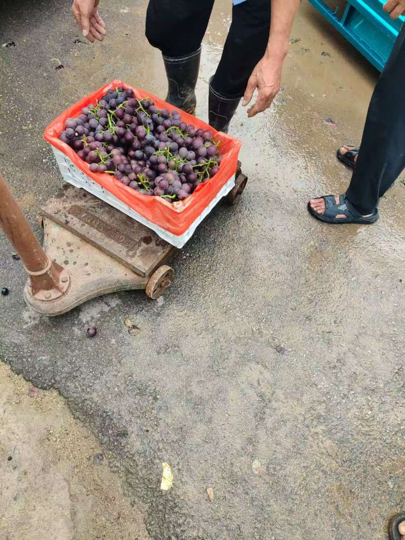 山东临沂市费县，藤仁巨峰，阳光玫瑰品种齐全