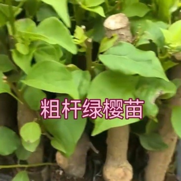 100多个品种三角梅袋苗，基地批发，货源充足质优价实