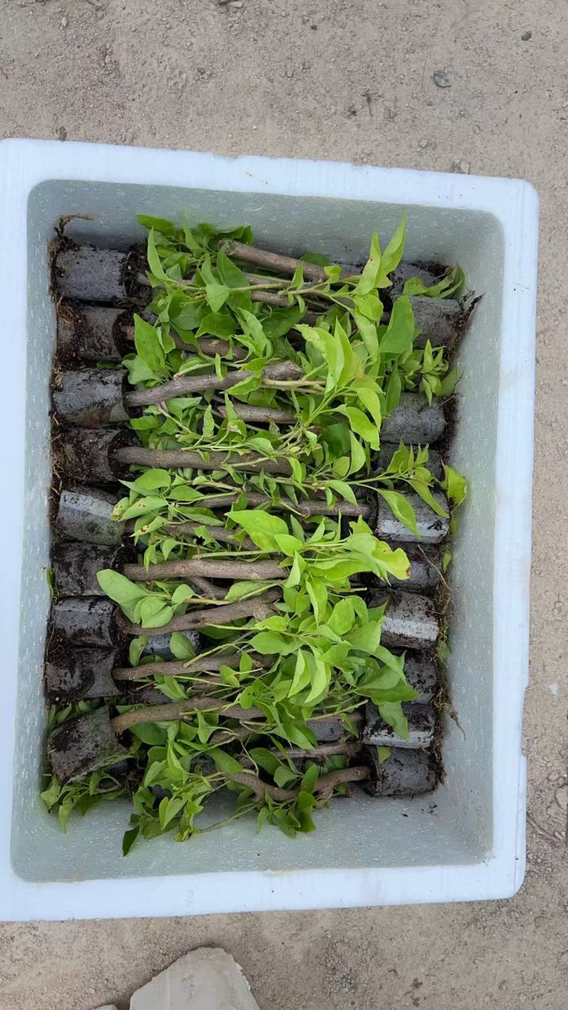 100多个品种三角梅袋苗，基地批发，货源充足质优价实