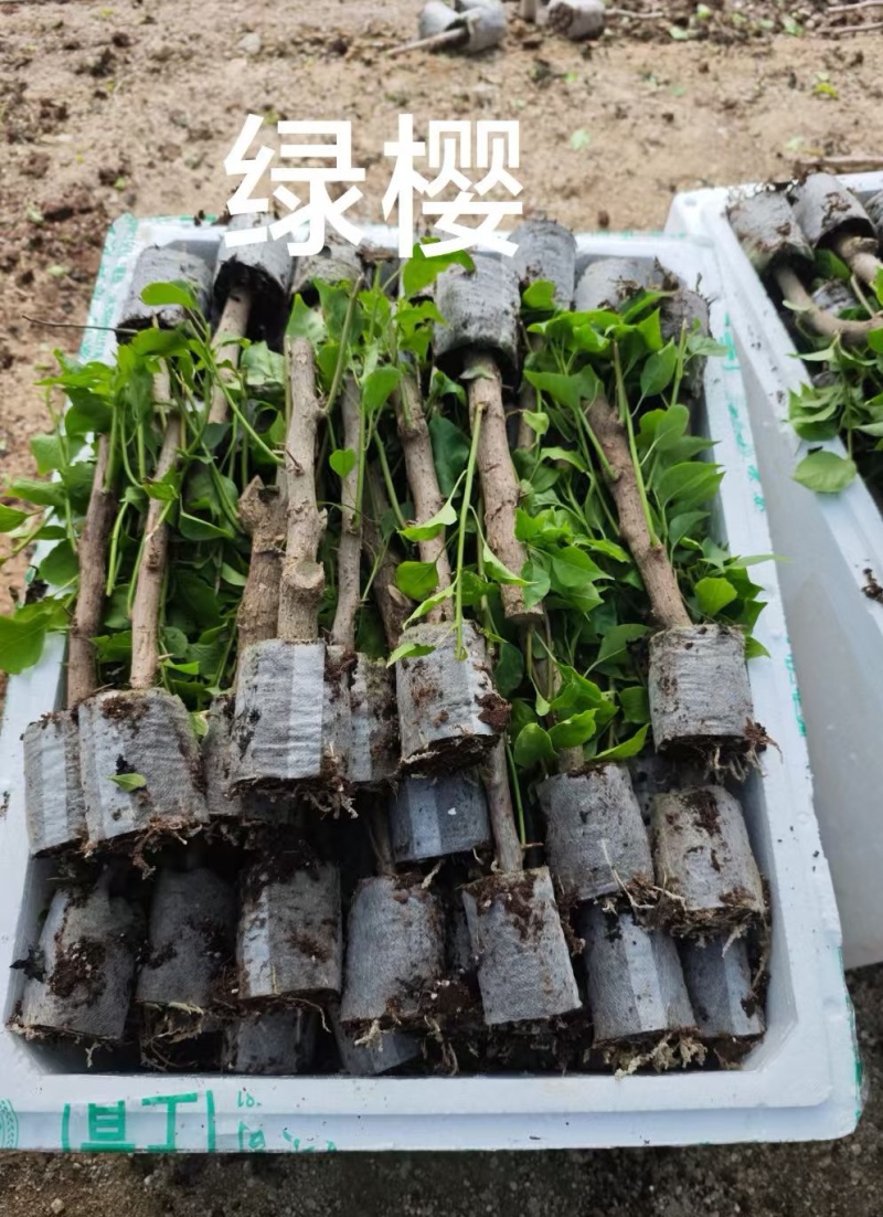 100多个品种三角梅袋苗，基地批发，货源充足质优价实