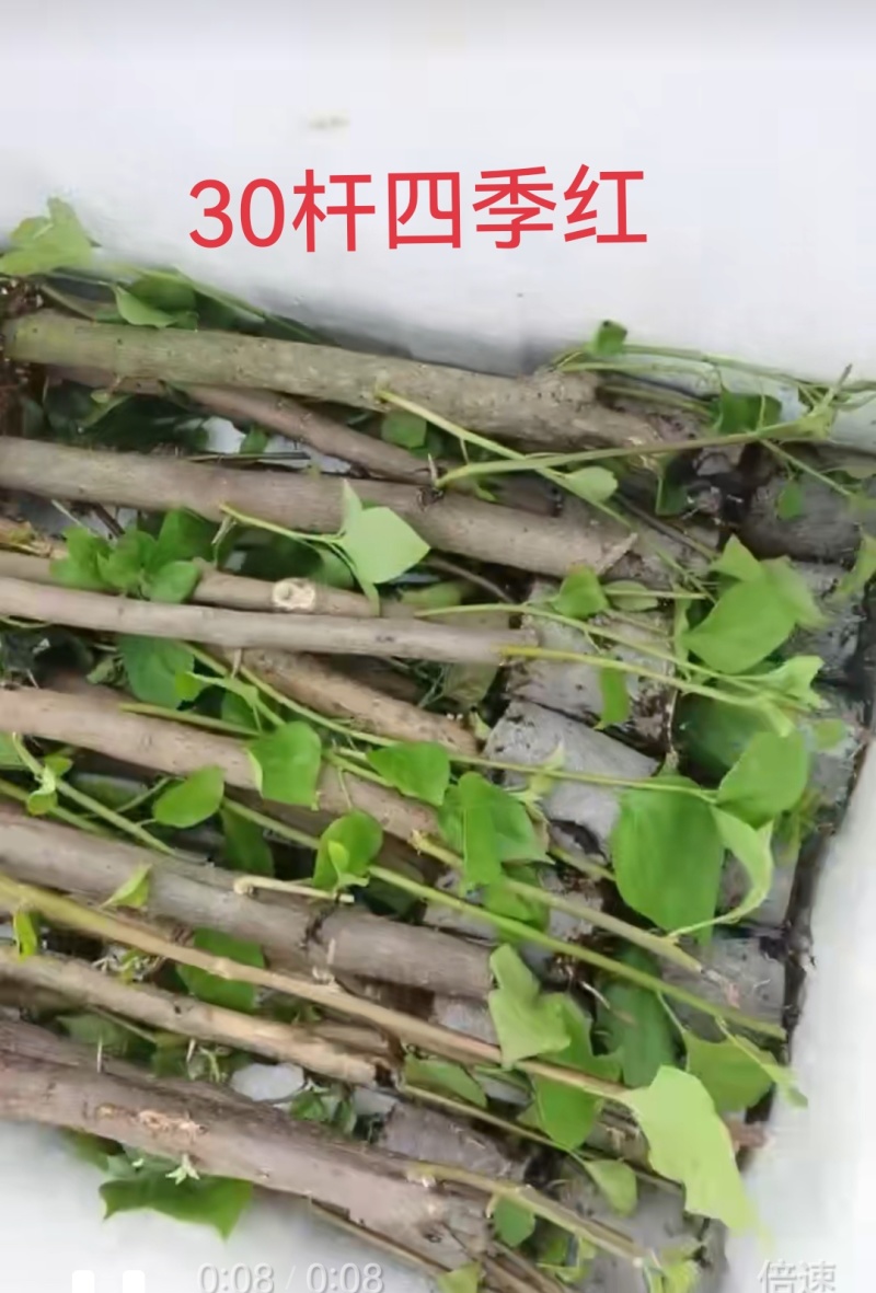 100多个品种三角梅袋苗，基地批发，货源充足质优价实