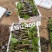 100多个品种三角梅袋苗，基地批发，货源充足质优价实
