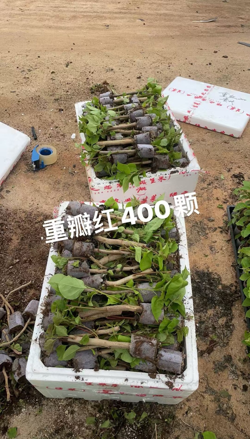 100多个品种三角梅袋苗，基地批发，货源充足质优价实