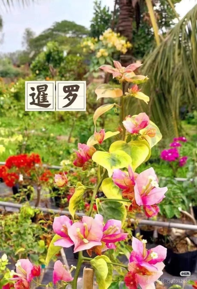 100多个品种三角梅袋苗，基地批发，货源充足质优价实