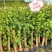100多个品种三角梅袋苗，基地批发，货源充足质优价实