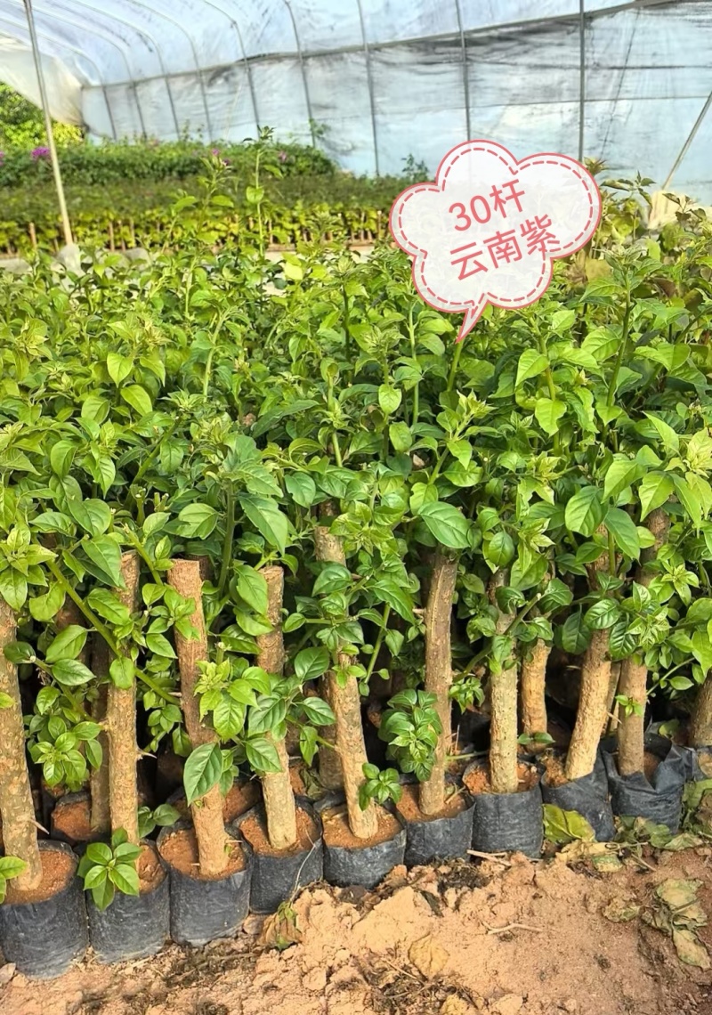 100多个品种三角梅袋苗，基地批发，货源充足质优价实