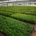 100多个品种三角梅袋苗，基地批发，货源充足质优价实