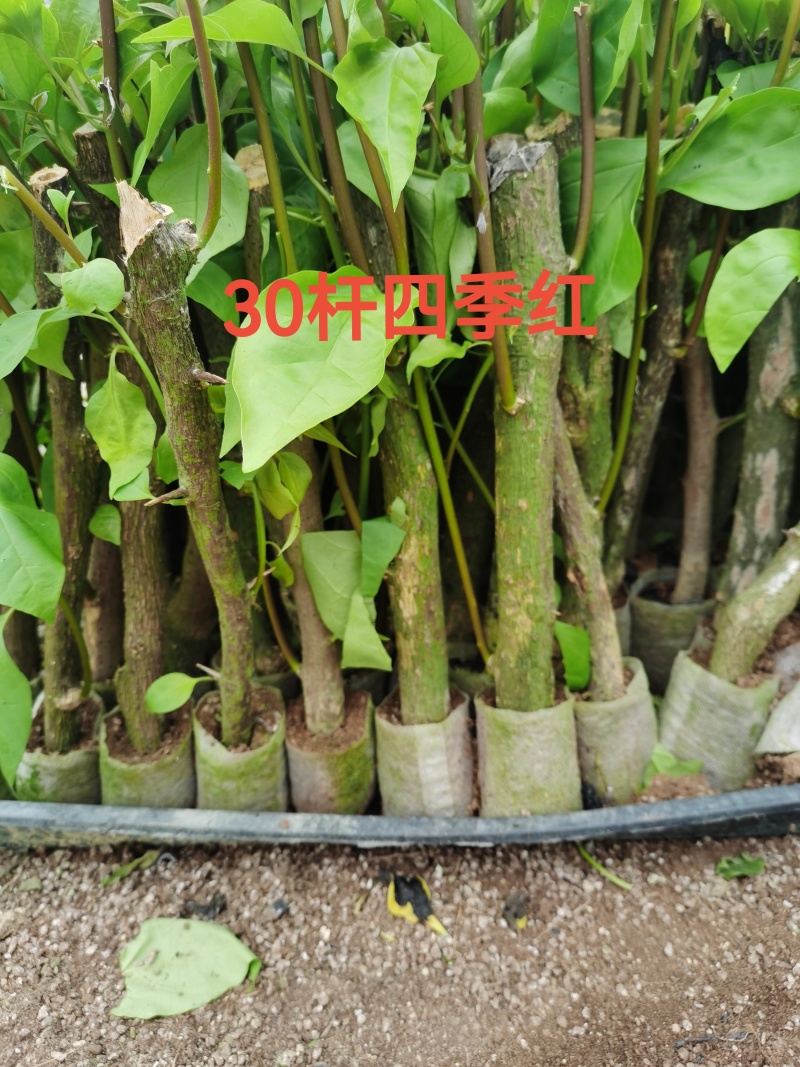 100多个品种三角梅袋苗，基地批发，货源充足质优价实