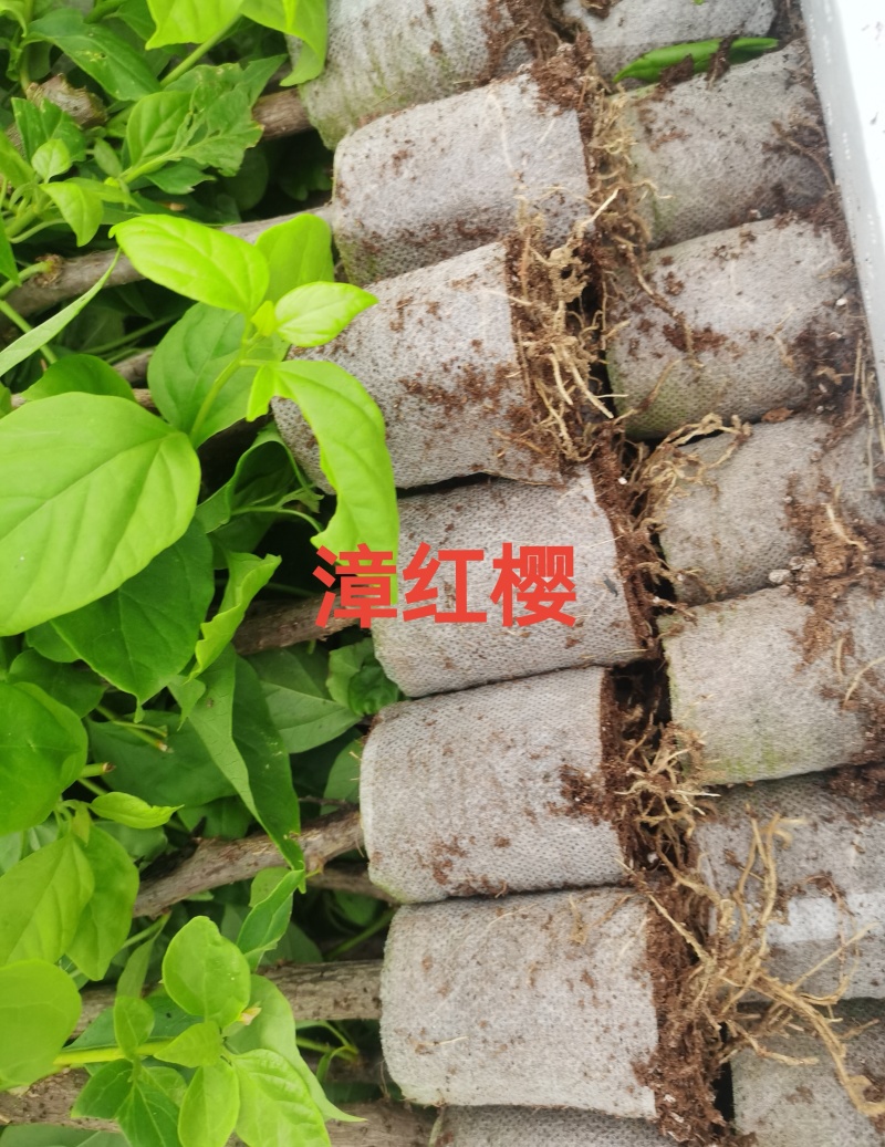 100多个品种三角梅袋苗，基地批发，货源充足质优价实