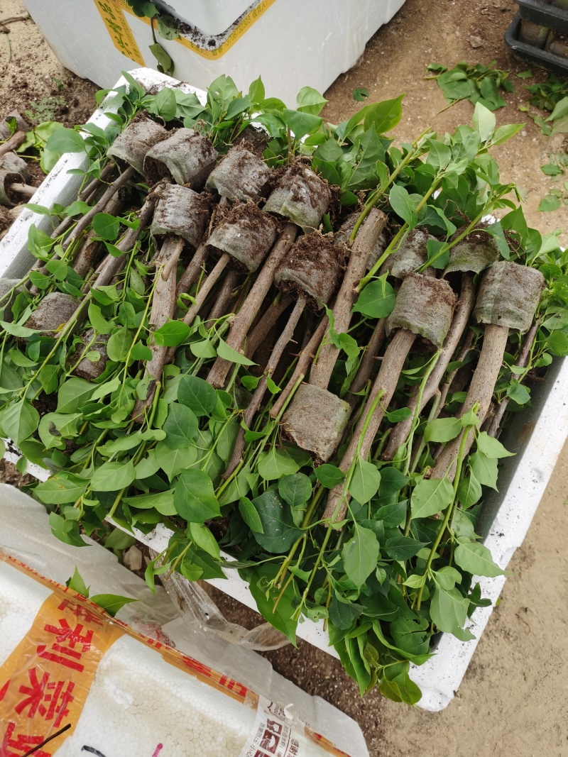 100多个品种三角梅袋苗，基地批发，货源充足质优价实