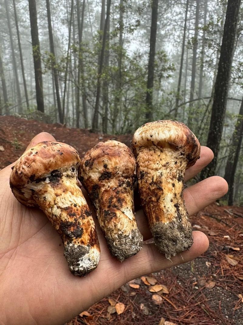 雅江松茸之乡松茸